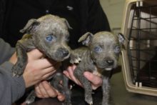 Two abandoned puppies have been found in a Merseyside park, after having been doused in a chemical.