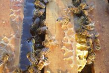 A beekeeping campaign has received major funding from the People’s Postcode Lottery which will enable the project to expand.