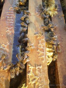 The Honey Bee Project wants to keep beekeeping going ©NottinghamVetSchool