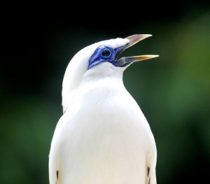 The Bali Starling © Chester Zoo