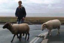 A shepherdess from South Wirral is looking for a new field for her rescue animals.
