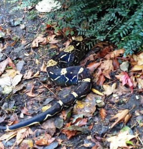 Snake found in Sefton Park. Pic © Peter Agate