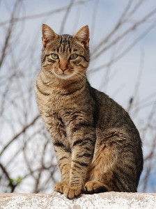 Cats who spend time outdoors are amongst those at high risk of poisoning © WikiCommons/Alvesgaspar
