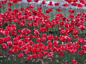 Tower of London poppies. Pic © Jonathan Cardy / Wikimedia Creative Commons