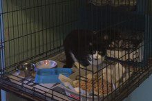 An animal rescue centre in Garston is urging people to adopt pets from a care facility instead of going to breeders.