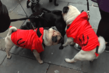 More than 100 canines were dressed up to raise money for Merseyside Dogs Home.