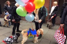Dogs of all shapes and sizes strutted along in Halloween costumes to raise money for Merseyside Dogs Home.