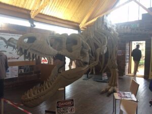 Life-size replica of T-Rex. Photo by Amelia Eccleson-Davies © JMU Journalism