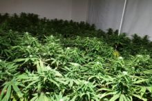 Merseyside Police has launched a major bid to remove cannabis farms across the region.