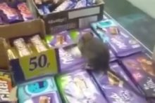 Shocking footage of a rat eating chocolate in a Liverpool off-licence is being investigated by the council.