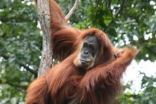 LJMU scientists join a group to make a discovery on the origin of the human language by studying orangutans. 