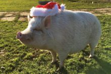 A 'psychic' pig living on Merseyside has predicted that Liverpool will win Sunday's derby clash with Everton.