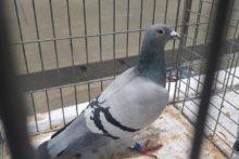 Bird fanatics swooped to Royal Pigeon Racing Association’s UK Olympiad in Liverpool.