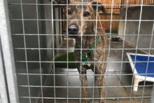 The RSPCA has raised concerns about the potential for abandoned pets as lockdown starts to ease.