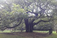 Campaigners hope Liverpool’s entry has taken the 'root' to success in the European Tree of the Year awards.