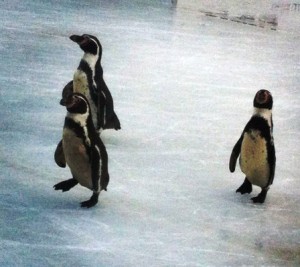 penguins at Liverpool One