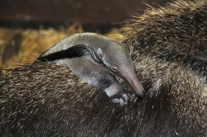 Baby ant-eater © Chester Zoo