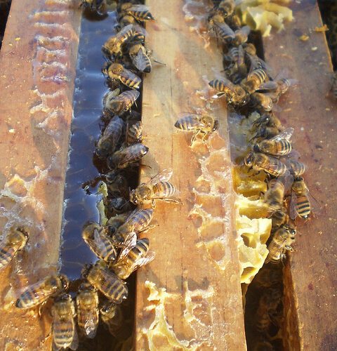 Liverpool Life Beekeeping