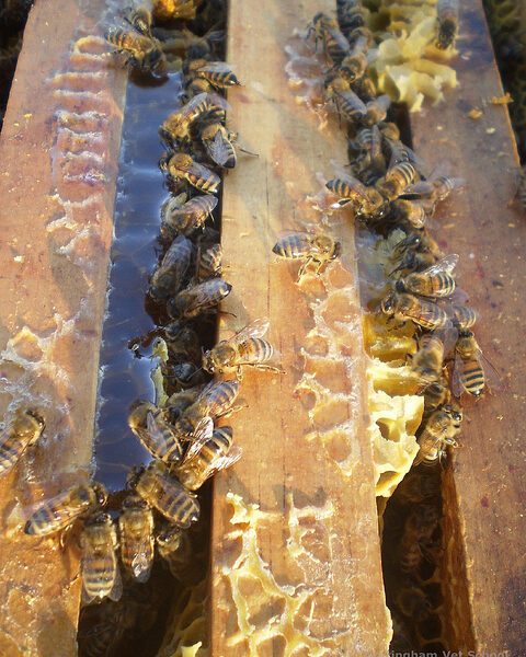 Liverpool Life Beekeeping