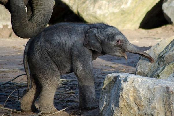 Baby elephant © Gareth Brooks
