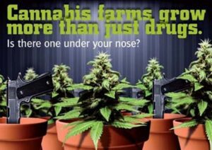 Scratch and Sniff: New campaign targeting Cannabis farms in the UK