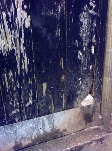 Rats have chewed away at this alleyway door on Saxony Road
