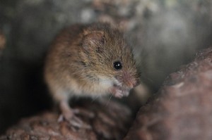 DESTROYED: Harvest Mice are one of the species that has had their habitats destroyed by the fire ©Flickr/Andrew Smithson