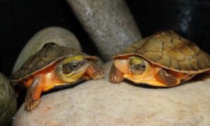 Golden Coin turtles at Chester Zoo © Chester Zoo