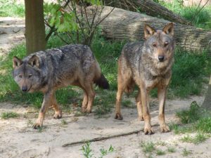 Iberian Wolves ©Wikipedia/Creative Commons
