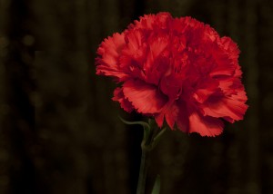 Red carnation © Anne Davis773/Flickr