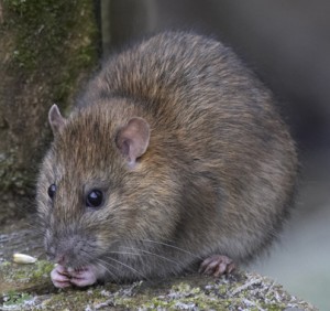Pest control calls outs at an all time high due to rat problem © WikiCommons/geograph.org.uk 