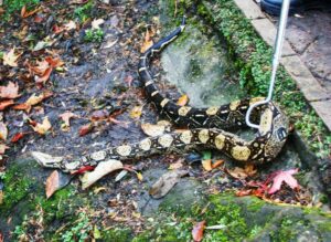 Snake found in Sefton Park. Pic © Peter Agate