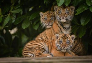 Chester Zoo is home to a vast array of animals which attracted over a million visitors last year. © Chester Zoo