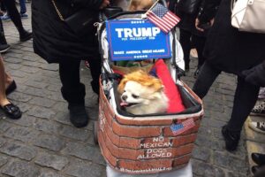 Dog dressed as Donald Trump. Pic by Nicole Quinn © JMU Journalism