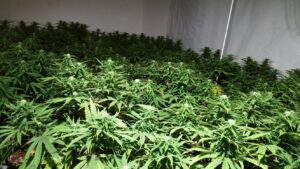 Cannabis farm © Merseyside Police