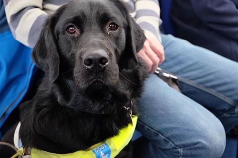 Pic © Guide Dogs Liverpool/Facebook