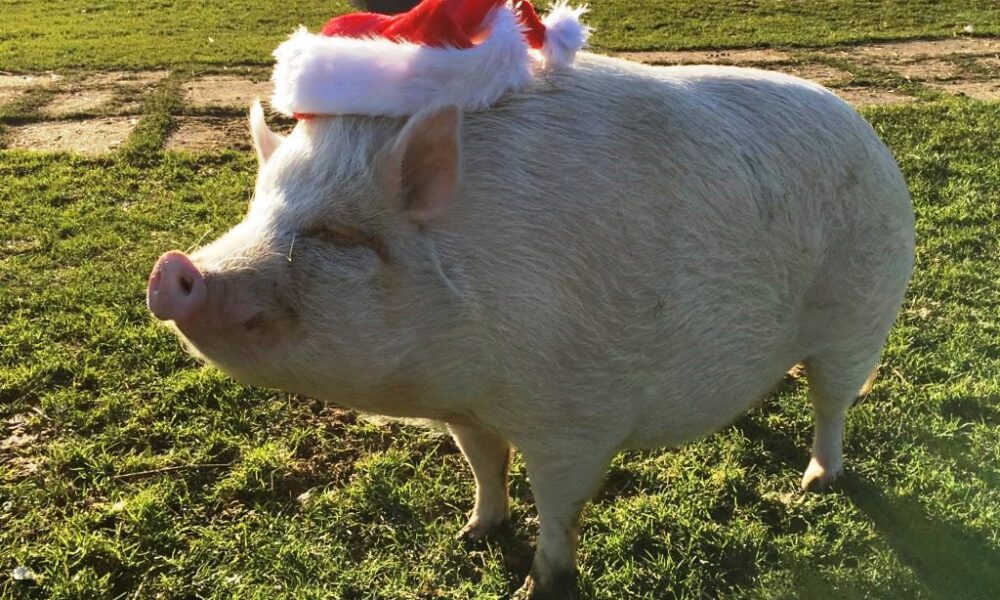 Jurgen the Psychic Pig gets into the Christmas spirit - JMU Journalism