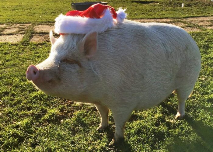 Jurgen the Psychic Pig gets into the Christmas spirit - JMU Journalism