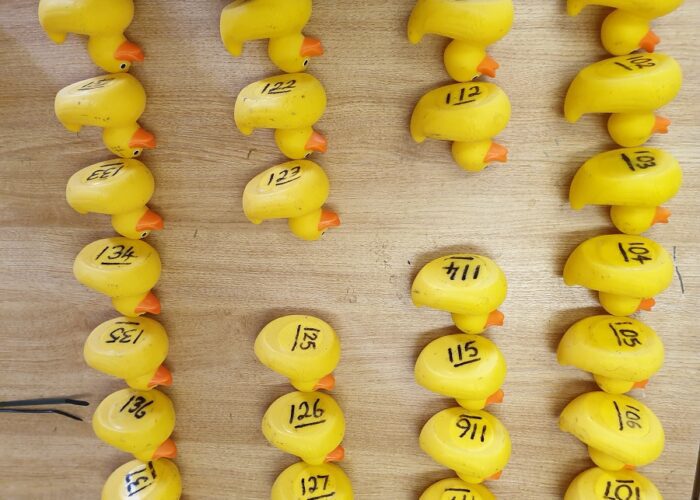 Hundreds of ducks ready to go - JMU Journalism