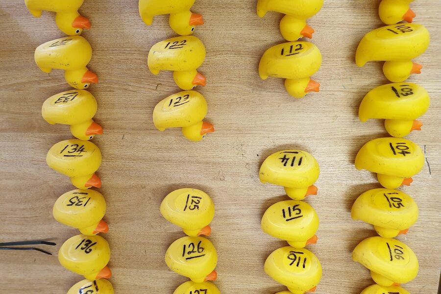 Hundreds of ducks ready to go - JMU Journalism
