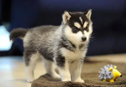Latest News Crossbreed