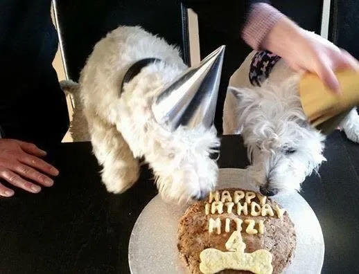 Two dogs enjoying a homemade birthday cake. Pic by © Rebecca Hughes - JMU Journalism